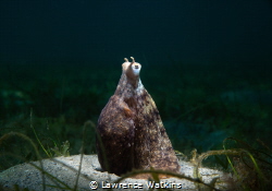 Tractor Beam engaged! Long Arm Octopus keeping an eye on ... by Lawrence Watkins 